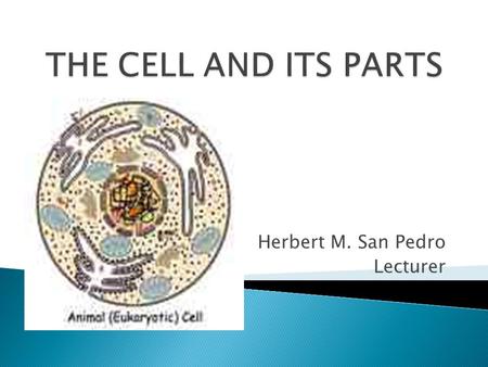 Herbert M. San Pedro Lecturer. - A cell type which has a complex organization, - In terms of structure, it is somewhat larger and more complicated than.