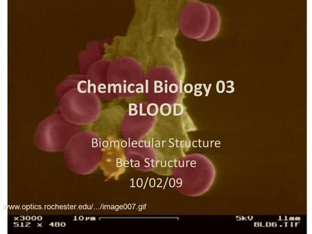 Chemical Biology 03 BLOOD Biomolecular Structure Beta Structure 10/02/09 www.optics.rochester.edu/.../image007.gif.