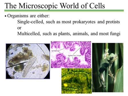 The Microscopic World of Cells