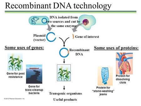 Recombinant DNA technology DNA isolated from two sources and cut by the same enzyme Gene of interest Recombinant DNA Plasmid (vector) Transgenic organisms.