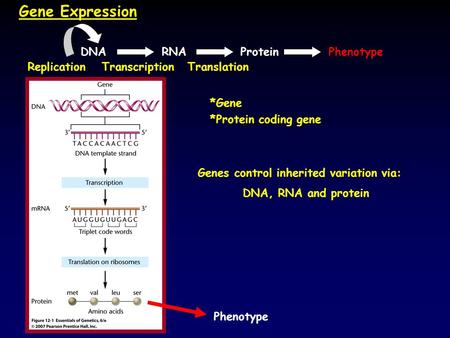 Gene Expression *Protein coding gene Genes control inherited variation via: DNA, RNA and protein *Gene DNAPhenotypeRNAProtein ReplicationTranscriptionTranslation.