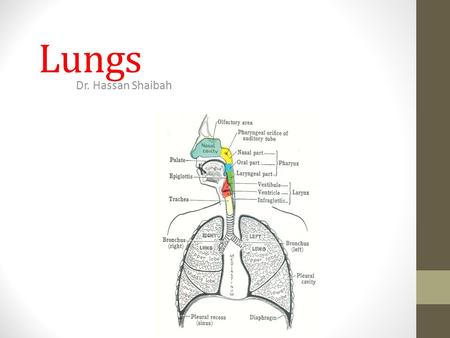 Lungs Dr. Hassan Shaibah.