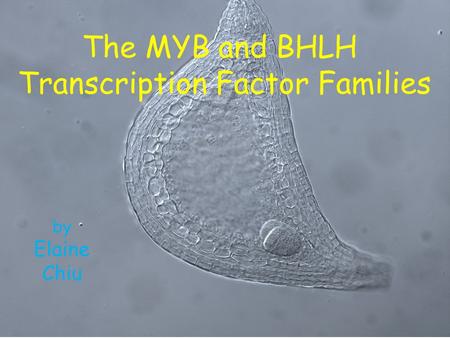 The MYB and BHLH Transcription Factor Families by Elaine Chiu.