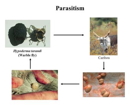 Parasitism Hypoderma tarandi (Warble fly) Caribou.