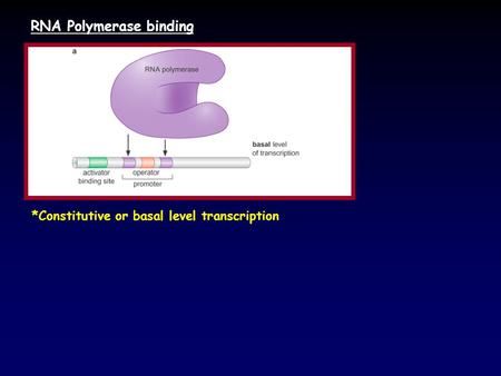 RNA Polymerase binding *Constitutive or basal level transcription.