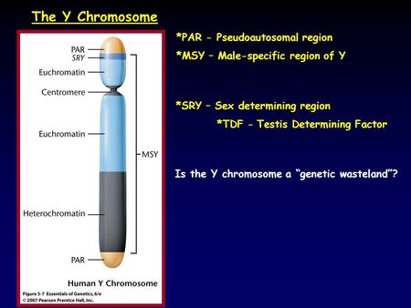 The Y Chromosome *PAR - Pseudoautosomal region