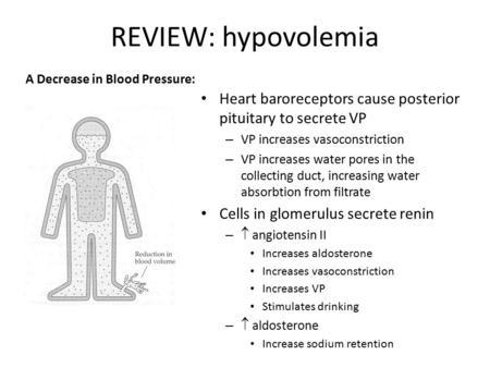 REVIEW: hypovolemia A Decrease in Blood Pressure: