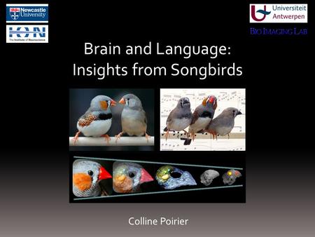 Brain and Language: Insights from Songbirds Colline Poirier.