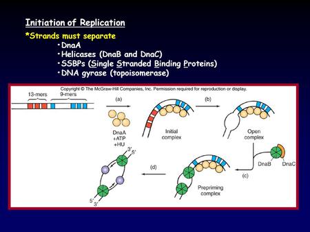 Initiation of Replication *Strands must separate DnaA Helicases (DnaB and DnaC) SSBPs (Single Stranded Binding Proteins) DNA gyrase (topoisomerase)