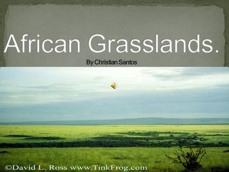 We don’t know much about the African Grasslands but we do know that the Grasslands are made of grass. They are home to spectacular animals such as, Elephants,