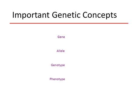 Allele Important Genetic Concepts Genotype Phenotype Gene.