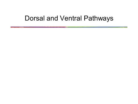 Dorsal and Ventral Pathways