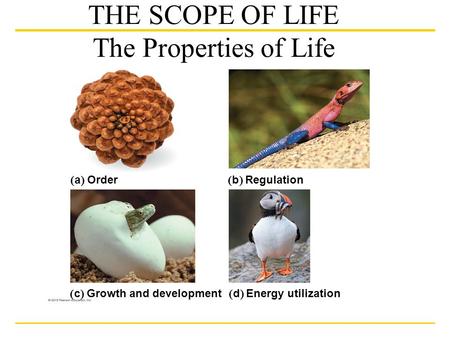 THE SCOPE OF LIFE The Properties of Life