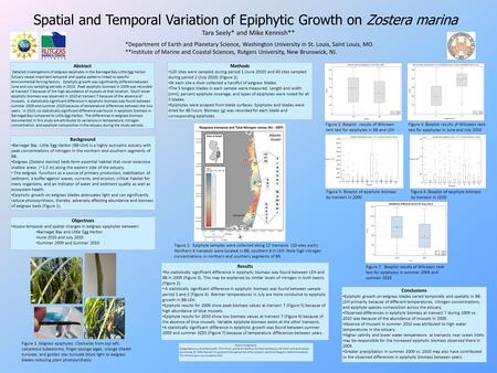 Spatial and Temporal Variation of Epiphytic Growth on Zostera marina Tara Seely* and Mike Kennish** *Department of Earth and Planetary Science, Washington.