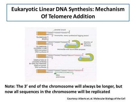 Eukaryotic Linear DNA Synthesis: Mechanism Of Telomere Addition