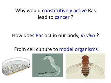 How does Ras act in our body, in vivo ? Why would constitutively active Ras lead to cancer ? From cell culture to model organisms.