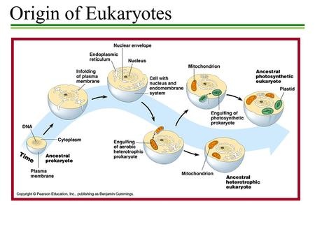 Origin of Eukaryotes.