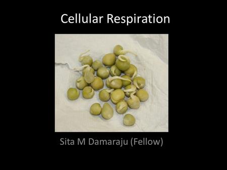 Cellular Respiration Sita M Damaraju (Fellow). 6 H 12 O 6 + 6O 2 → 6CO 2 + 6H 2 O + ATP Glucose + Oxygen → Carbon dioxide + Water + Energy (ATP)