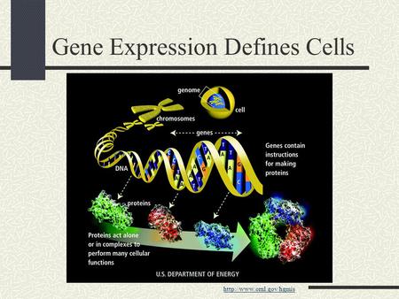 Gene Expression Defines Cells.