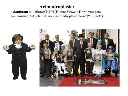 Achondroplasia: a dominant mutation of HGH (Human Growth Hormone) gene: aa – normal; AA – lethal; Aa – achondroplasic dwarf (“midget”)