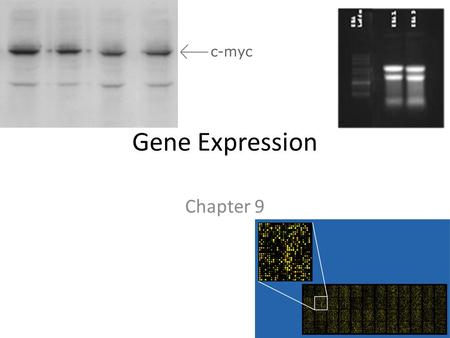 Gene Expression Chapter 9.