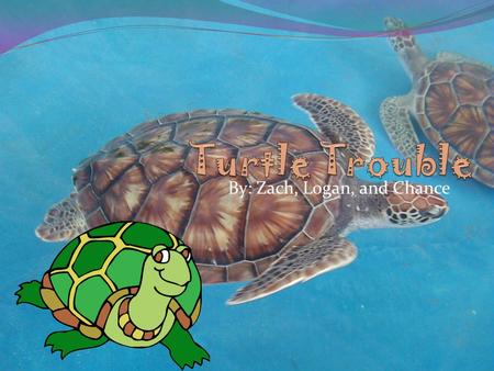 By: Zach, Logan, and Chance How the Quality of a pond affects Turtles The Ph for turtles has to be between 6.5- 7 because if its any lower or higher.