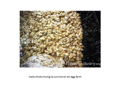 Male chicks trying to survive on an egg farm. Living hens often escape from their battery cages, only to fall into the vast manure pits below the cages,