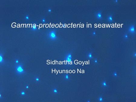 Gamma-proteobacteria in seawater Sidhartha Goyal Hyunsoo Na.