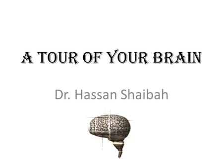 A Tour Of your Brain Dr. Hassan Shaibah. The Cortex Three main parts of the brain, the cerebral cortex, the cerebellum and the brain stem. We will also.