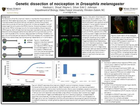 Genetic dissection of nociception in Drosophila melanogaster Madison L. Shoaf, Wayne L. Silver, Erik C. Johnson Department of Biology, Wake Forest University,