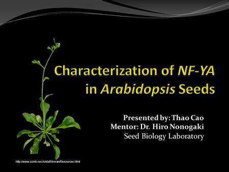 The Protestant Legend Presented by: Thao Cao Mentor: Dr. Hiro Nonogaki Seed Biology Laboratory The Protestant Legend