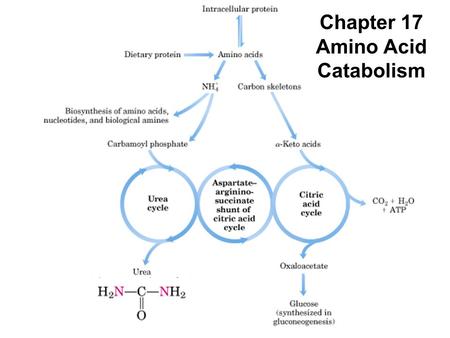 Prentice Hall c2002Chapter 161 Chapter 17 Amino Acid Catabolism.