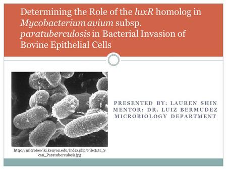 PRESENTED BY: LAUREN SHIN MENTOR: DR. LUIZ BERMUDEZ MICROBIOLOGY DEPARTMENT Determining the Role of the luxR homolog in Mycobacterium avium subsp. paratuberculosis.