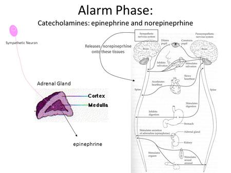 Alarm Phase: Catecholamines: epinephrine and norepineprhine Adrenal Gland Sympathetic Neuron epinephrine Releases norepineprhine onto these tissues.