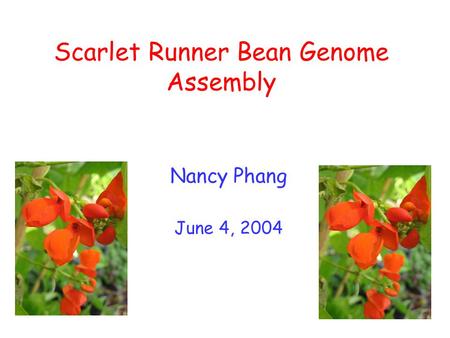 Scarlet Runner Bean Genome Assembly Nancy Phang June 4, 2004.