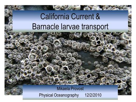 California Current & Barnacle larvae transport Mikaela Provost Physical Oceanography 12/2/2010.