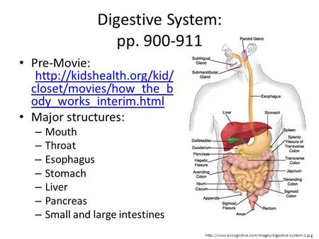 Digestive System: pp Pre-Movie: Major structures: Mouth Throat