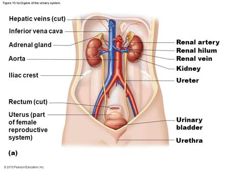 Figure 15.1a Organs of the urinary system.