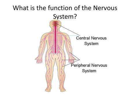 What is the function of the Nervous System?. The nervous system is made of structures that control the actions and reactions of the body in response to.