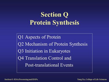 Section O: RNA Processing and RNPs.Yang Xu, College of Life Sciences Section Q Protein Synthesis Q1 Aspects of Protein Q2 Mechanism of Protein Synthesis.