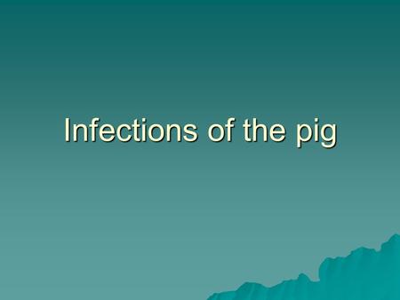 Infections of the pig.