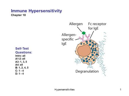 Hypersensitivities1 Immune Hypersensitivity Chapter 18 Self-Test Questions: Intro: all A1-2: all A3: 1, 3, 5 A4: all B: 1, 2, 4, 5 C: 1 - 4 D: 1 - 4.