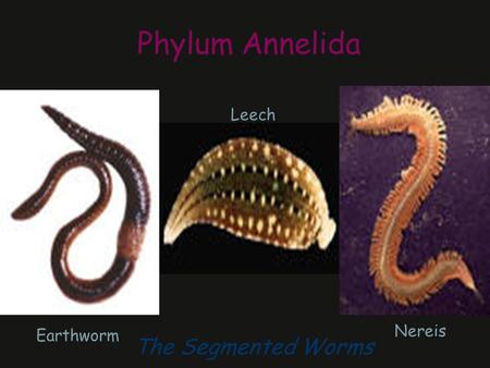 Phylum Annelida Leech Nereis Earthworm The Segmented Worms.