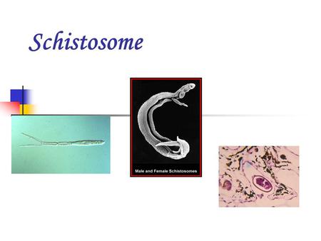 Schistosome.