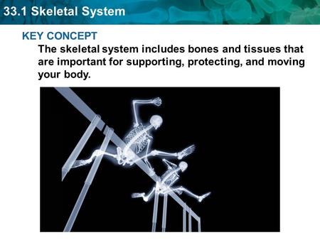 KEY CONCEPT The skeletal system includes bones and tissues that are important for supporting, protecting, and moving your body.