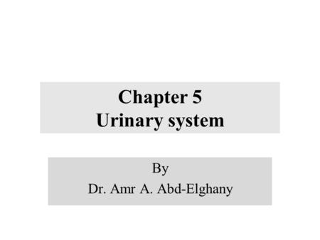 Chapter 5 Urinary system