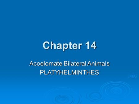 Acoelomate Bilateral Animals PLATYHELMINTHES