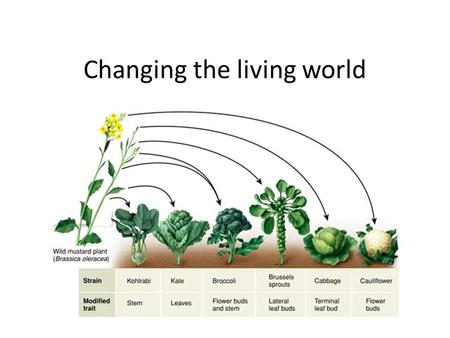 Changing the living world. Selective Breeding Humans use selective breeding to pass desired traits on to the next generation of organisms: Nearly all.