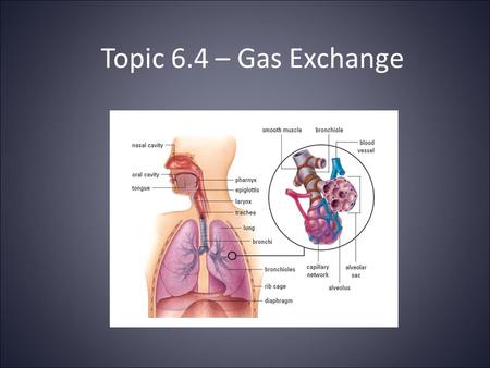 Topic 6.4 – Gas Exchange.
