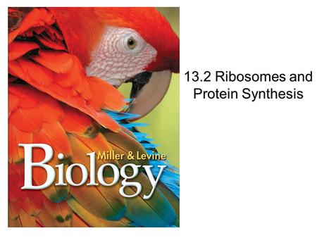 13.2 Ribosomes and Protein Synthesis